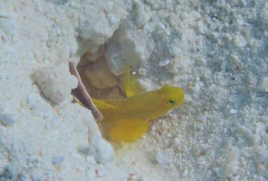 Image of Yellow prawn-goby