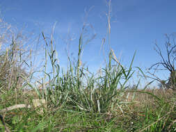 Image de Panicum coloratum L.