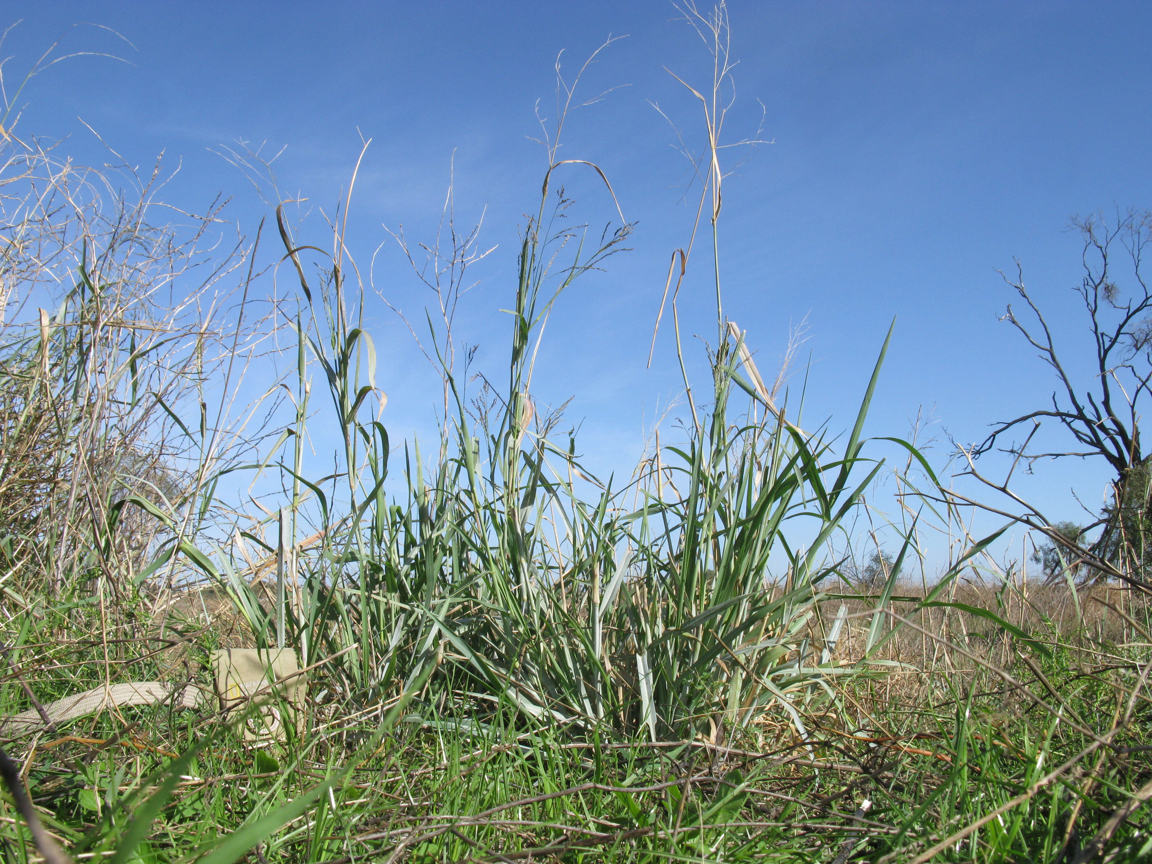 Image de Panicum coloratum L.