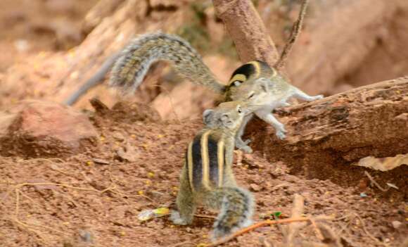 Image of Indian palm squirrel