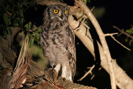 Image of Spotted Eagle-Owl