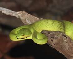 صورة Trimeresurus insularis Kramer 1977