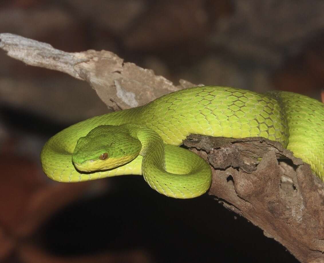 صورة Trimeresurus insularis Kramer 1977