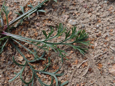 Image of field sagewort