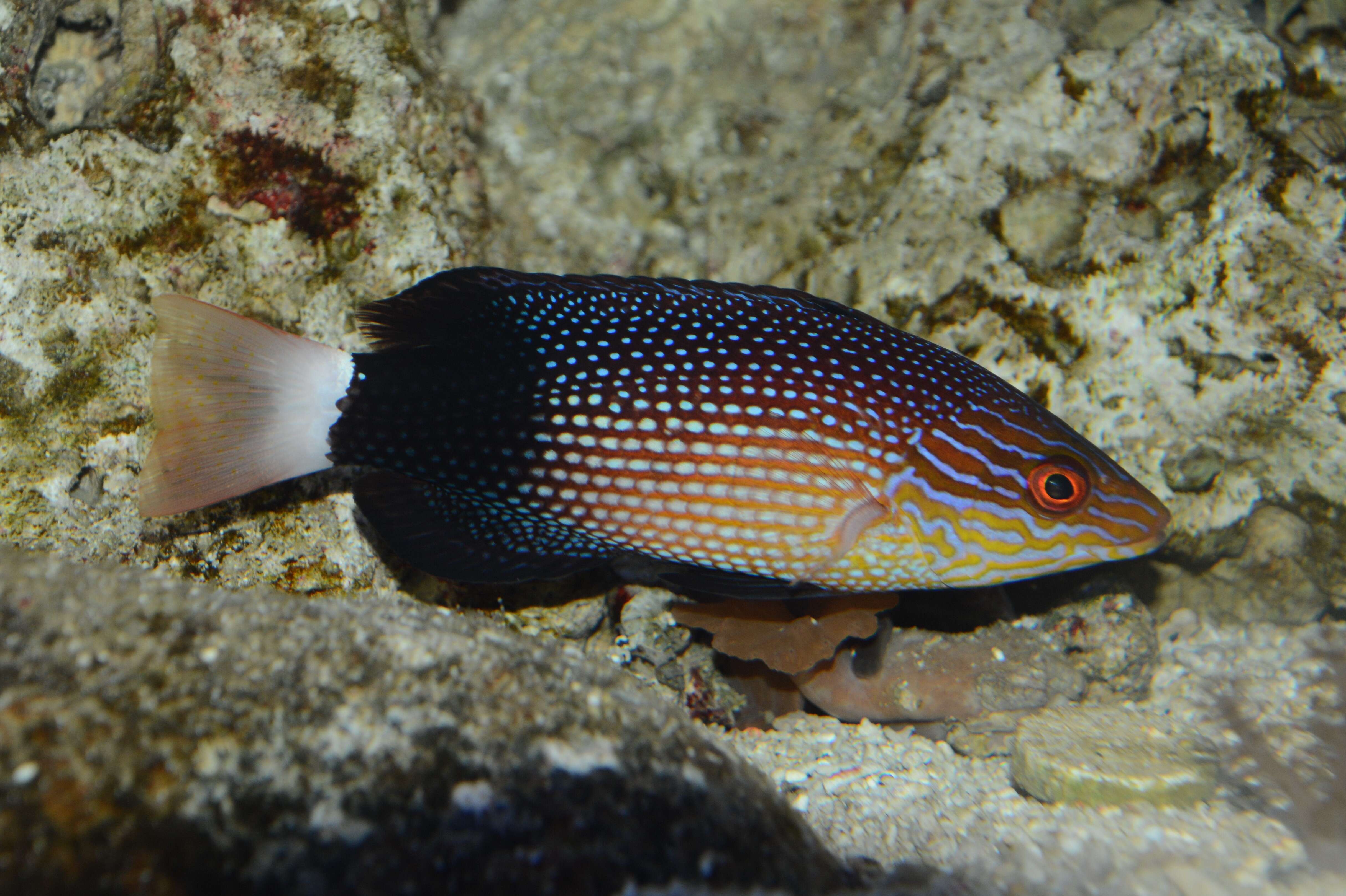 Image of Black-banded hogfish