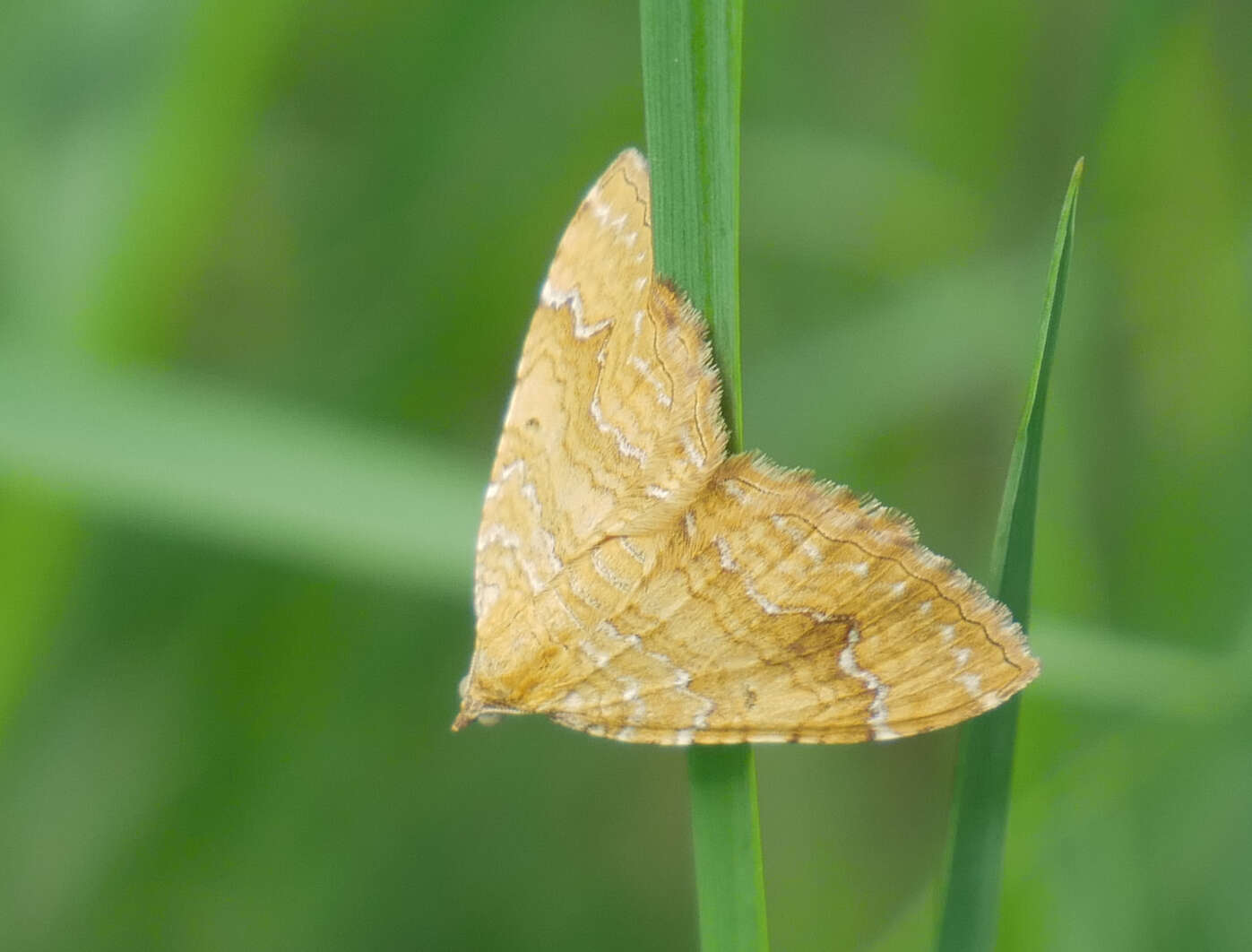 Plancia ëd Camptogramma bilineata