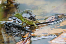 Image of Green Basilisk