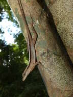 Image of Anolis apletophallus Köhler & Sunyer 2008