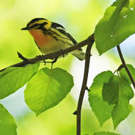 Image of Blackburnian Warbler