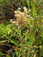 Image of sand leek