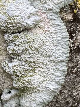 Image of diploicia lichen