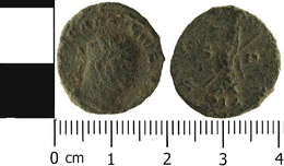 Image of Carausius