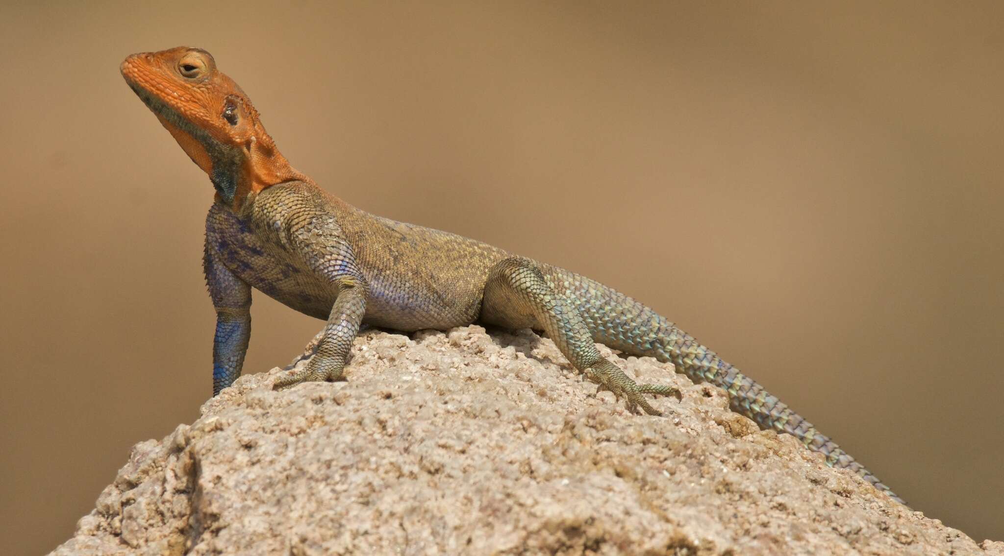 Image of Kenya Rock Agama