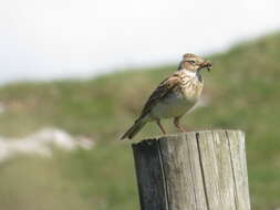 Image of Skylark