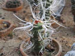 Image of Tephrocactus articulatus