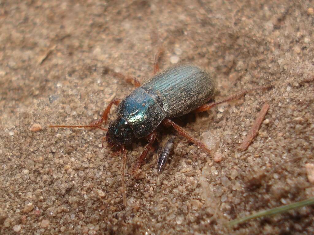 Слика од Ophonus (Hesperophonus) azureus (Fabricius 1775)