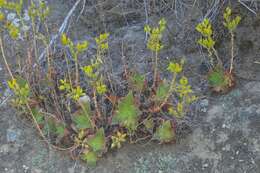 Imagem de Dudleya stolonifera Moran