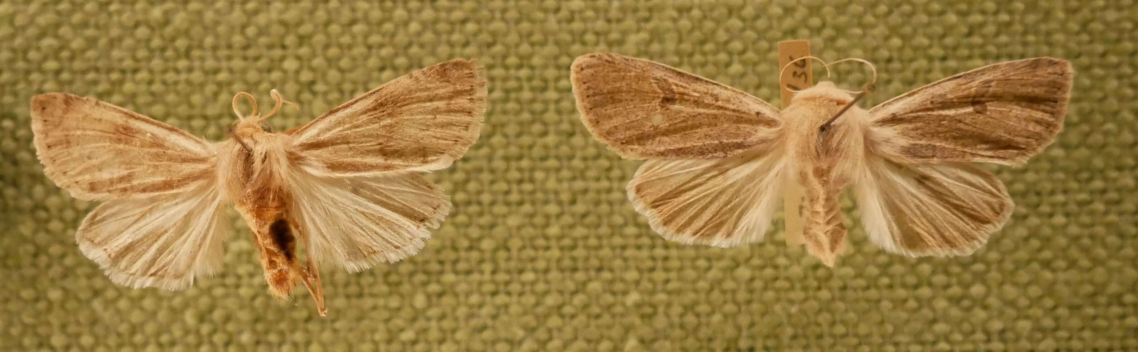 Imagem de Orthosia hibisci Guenée 1852