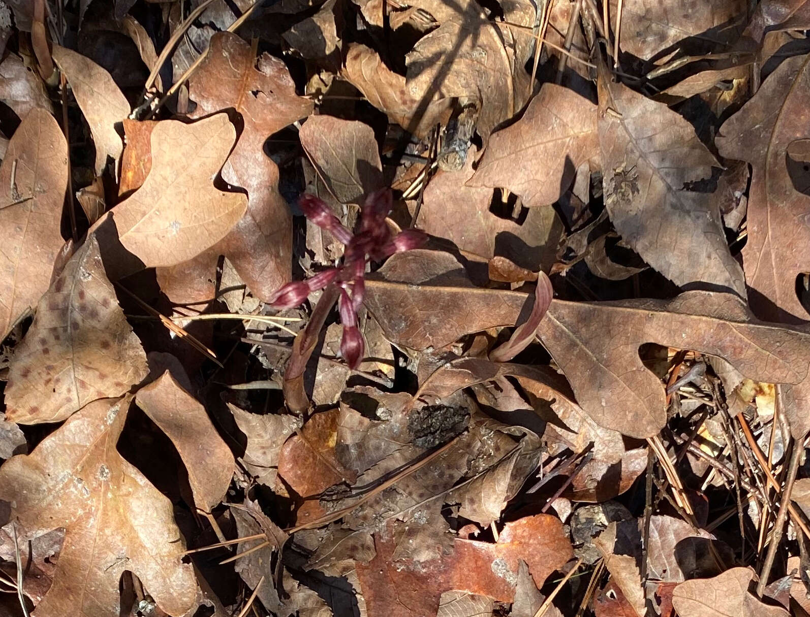 Image of Spring coralroot