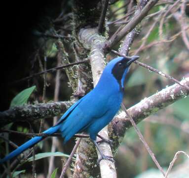 Image of Black-collared Jay