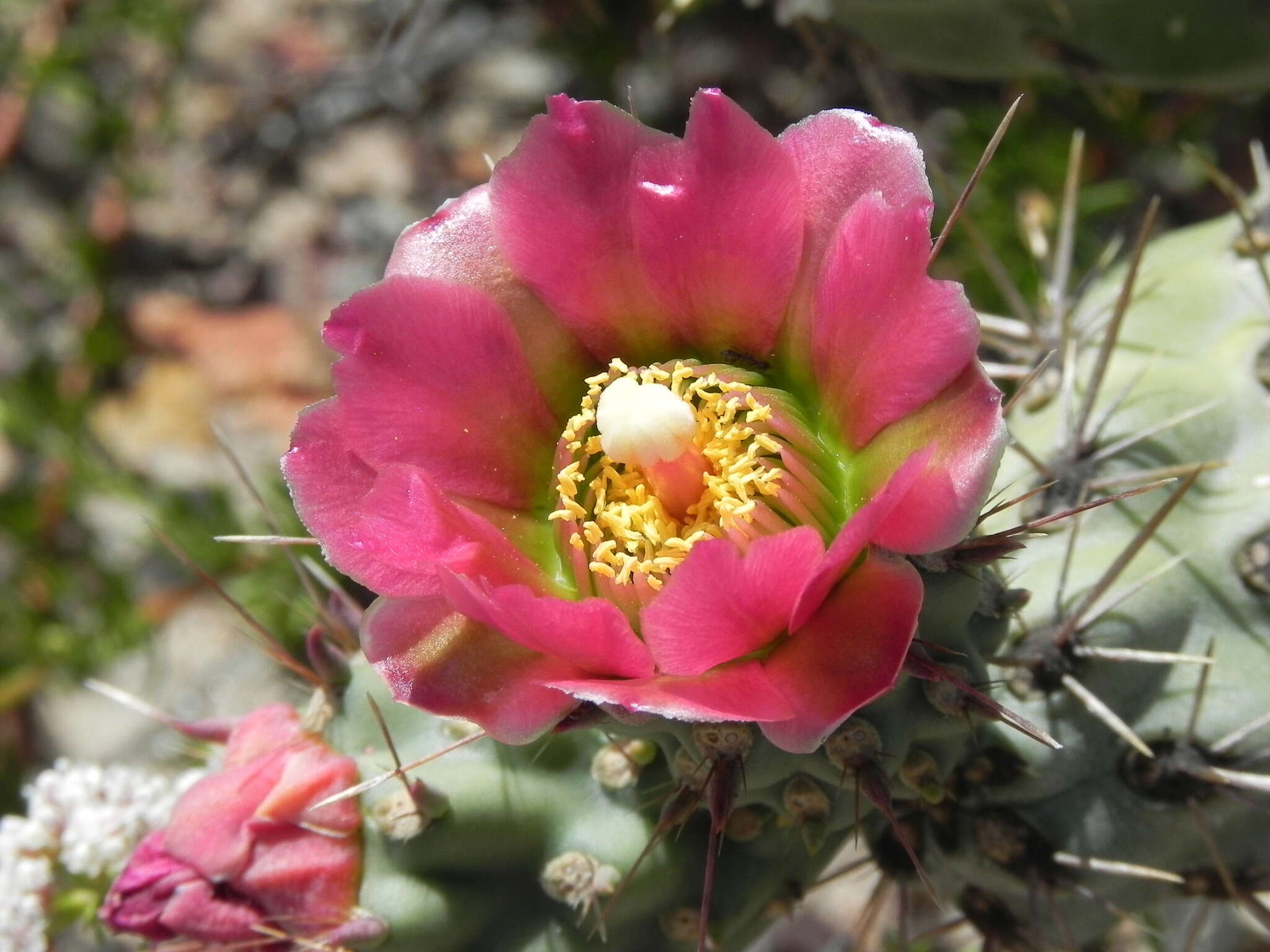 Image of coastal cholla