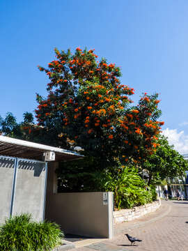 Image of Red silky oak