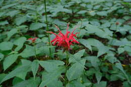 Image of scarlet beebalm