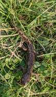 Image of Barred Tiger Salamander