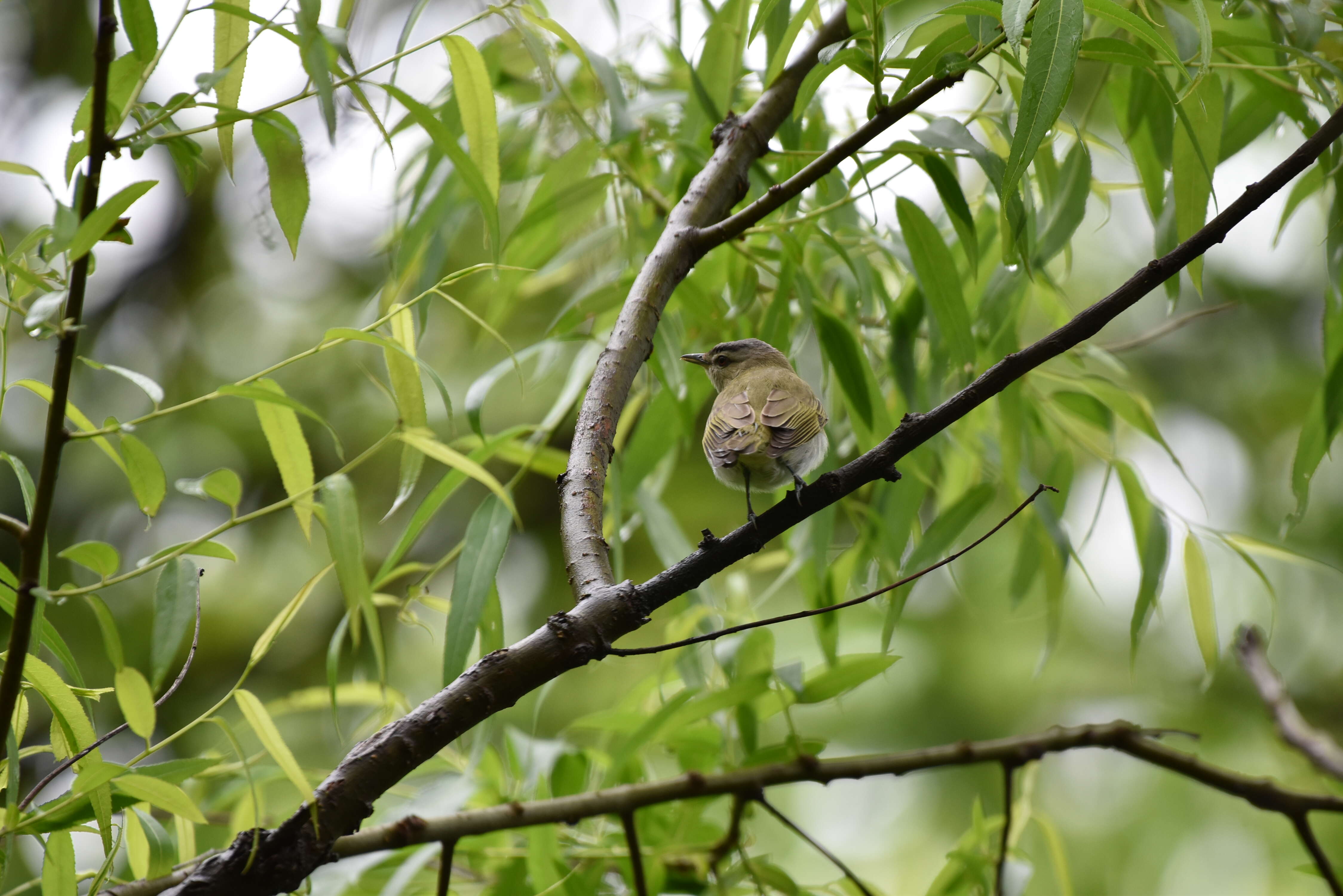 Image of Red-eyed Vireo