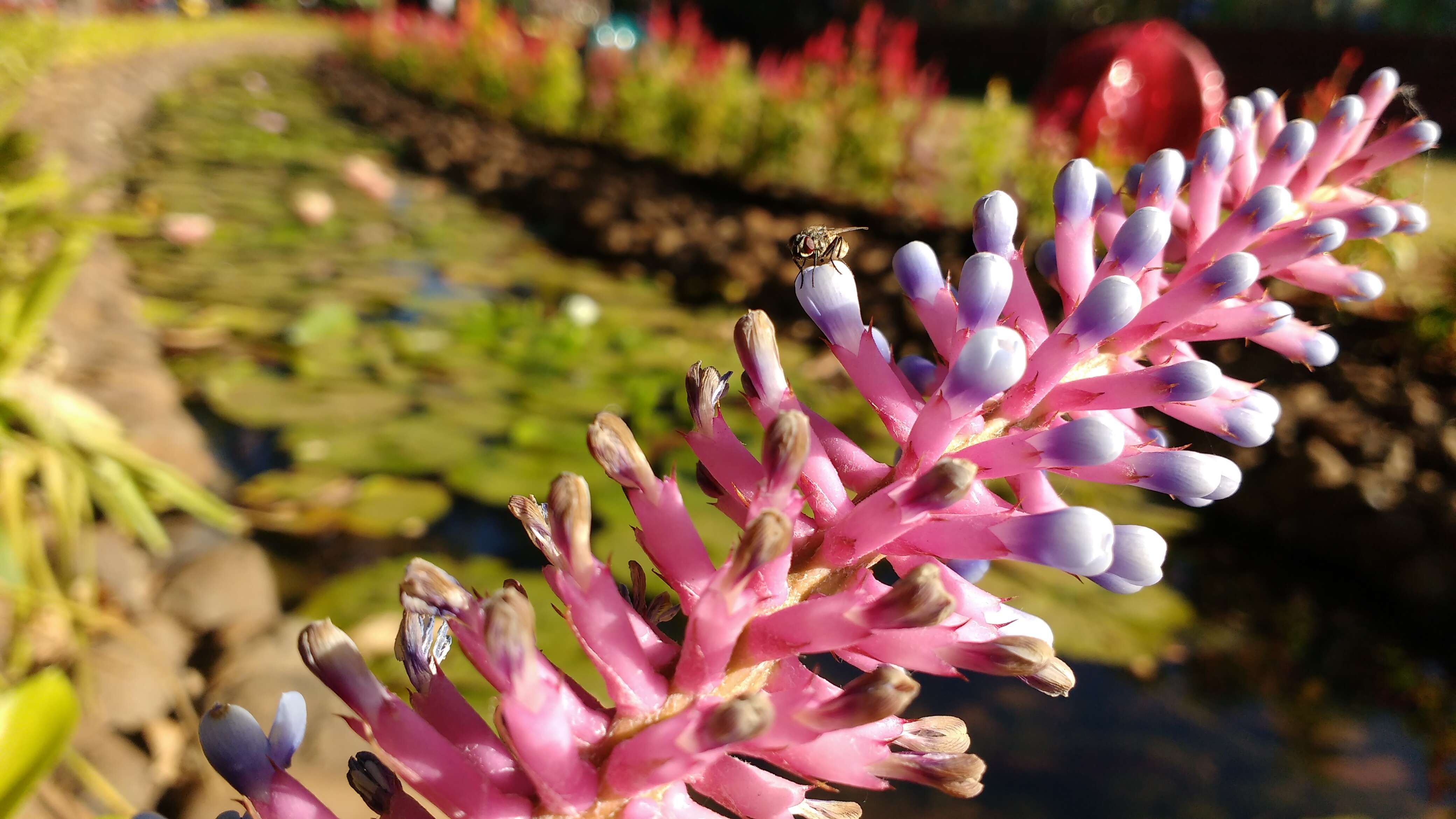 Image of Aechmea gamosepala Wittm.