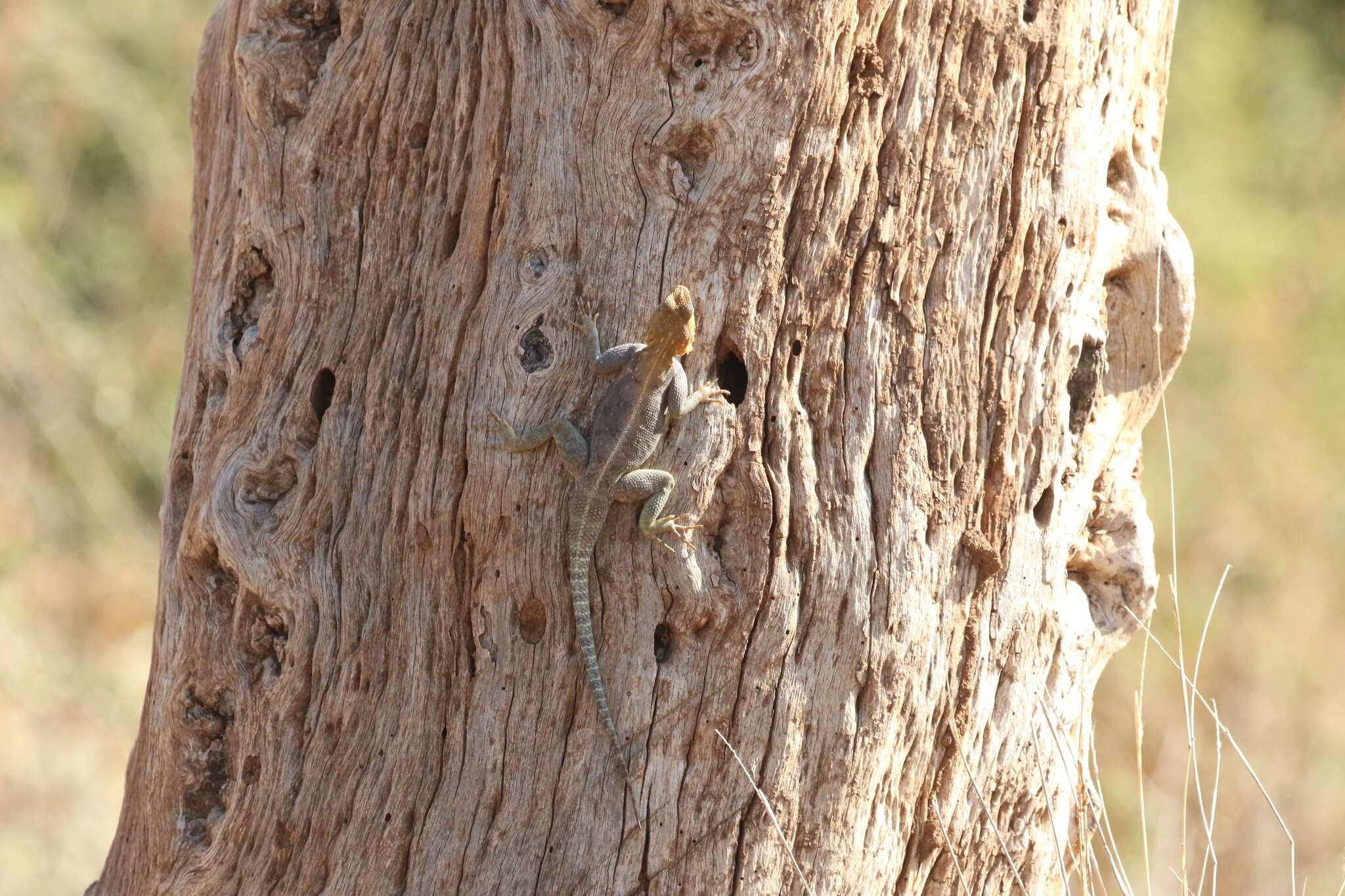 Image of Kenya Rock Agama