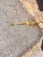 Image of Arizona Bark Scorpion