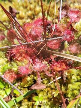 Image of Common Sundew