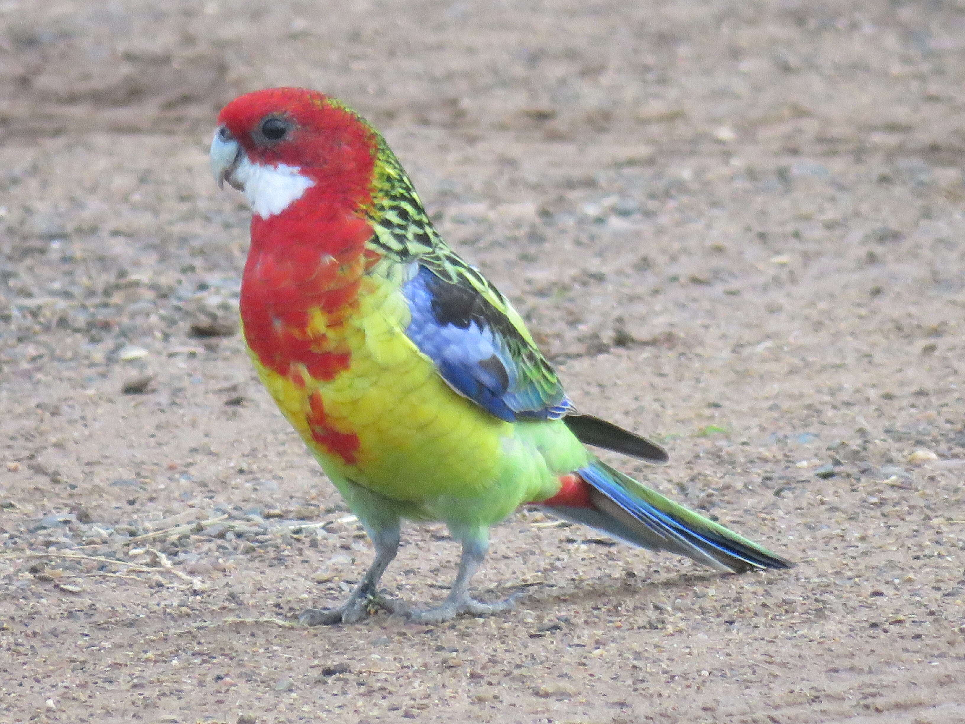 Image of Eastern Rosella