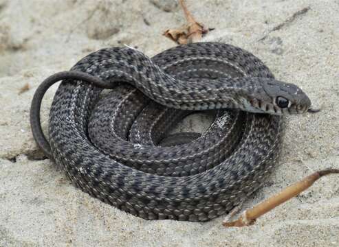 Image of Patagonia Green Racer