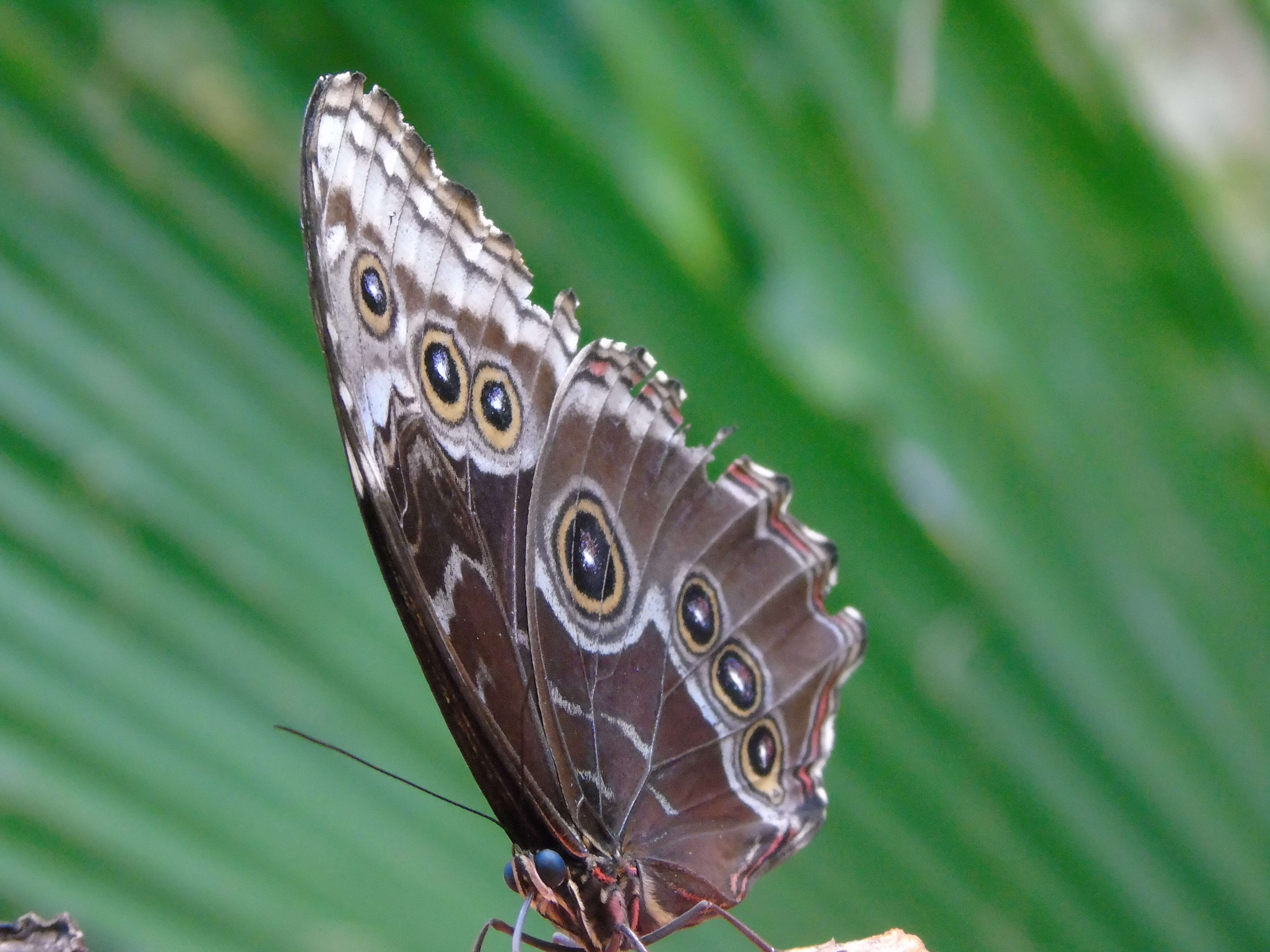 Imagem de Morpho menelaus Linnaeus 1758