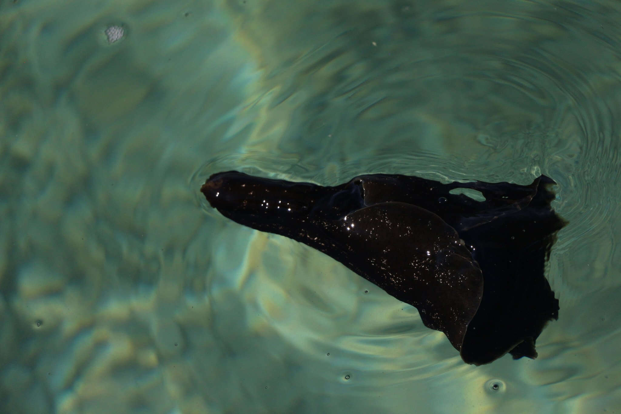 Image of banded sea hare