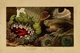 Image of Christmas anemone