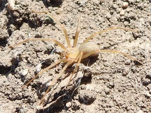 Image of Recluse Spiders