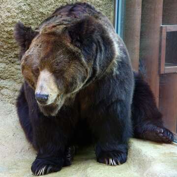 Image of Tibetan blue bear