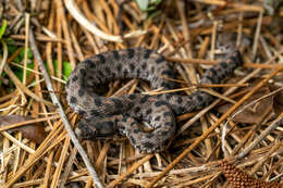 Image de Sistrurus miliarius (Linnaeus 1766)