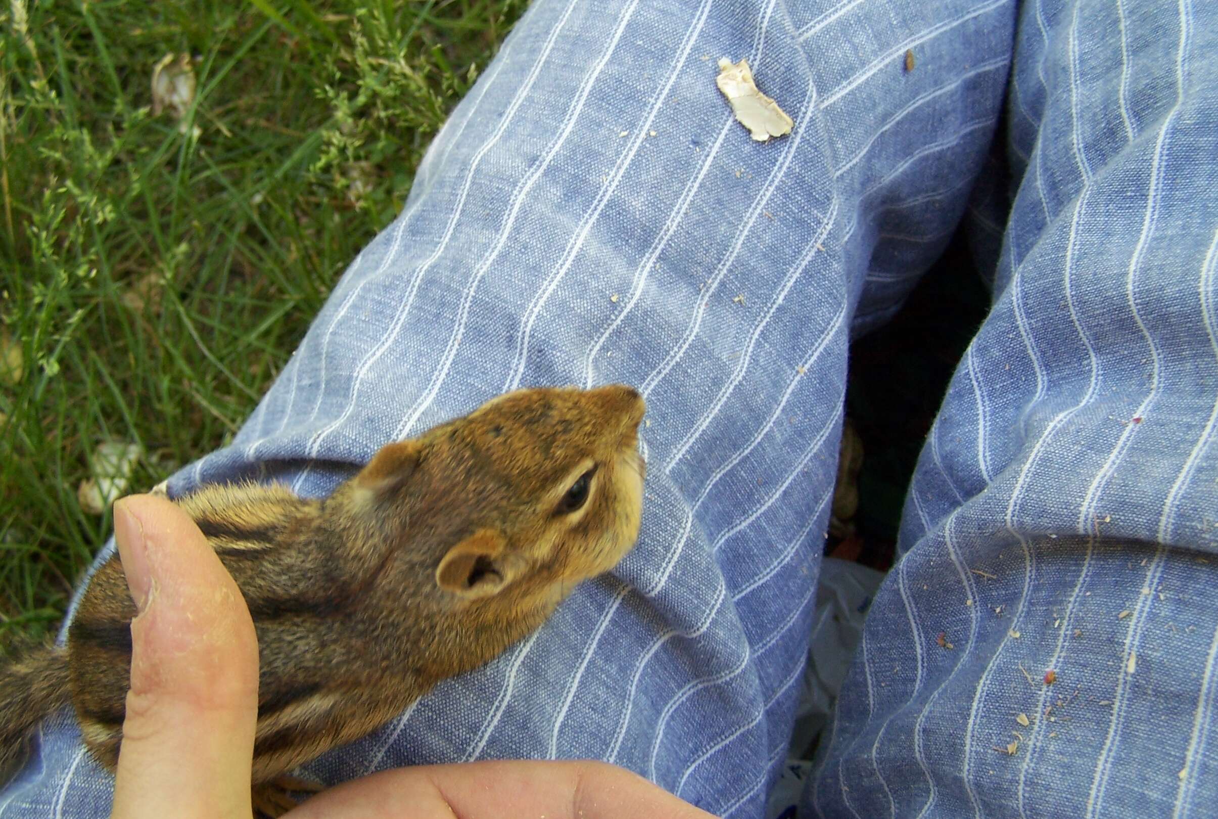 Image of Siberian Chipmunk