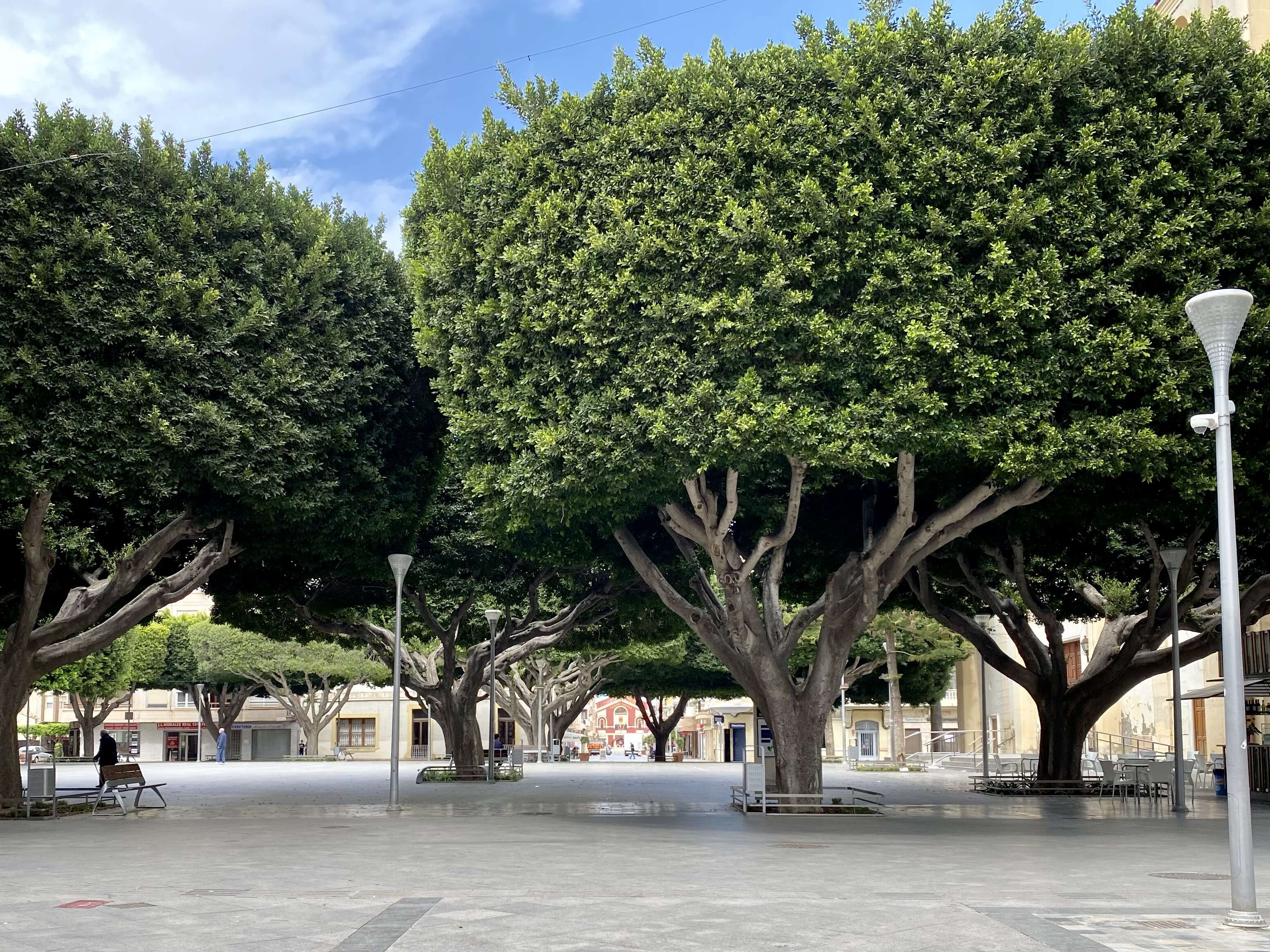 Image of Chinese banyan