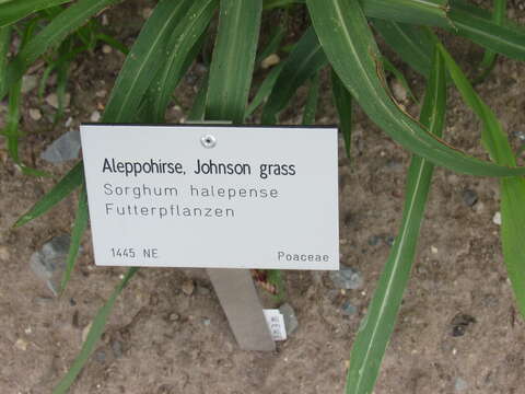 Image of Johnson grass