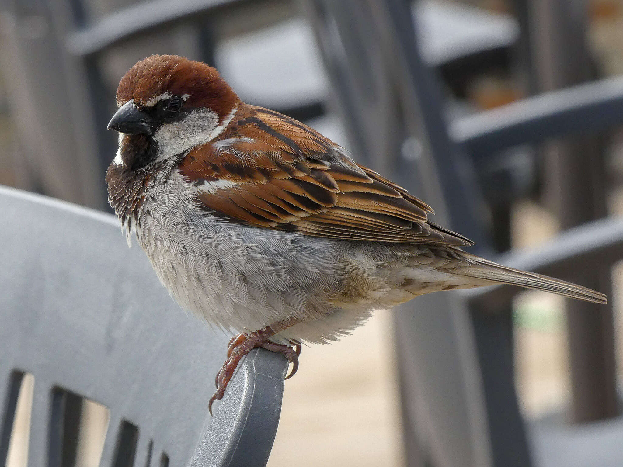 Image of Italian Sparrow