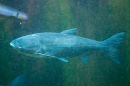 Image of silver carp