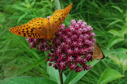 Image of swamp milkweed