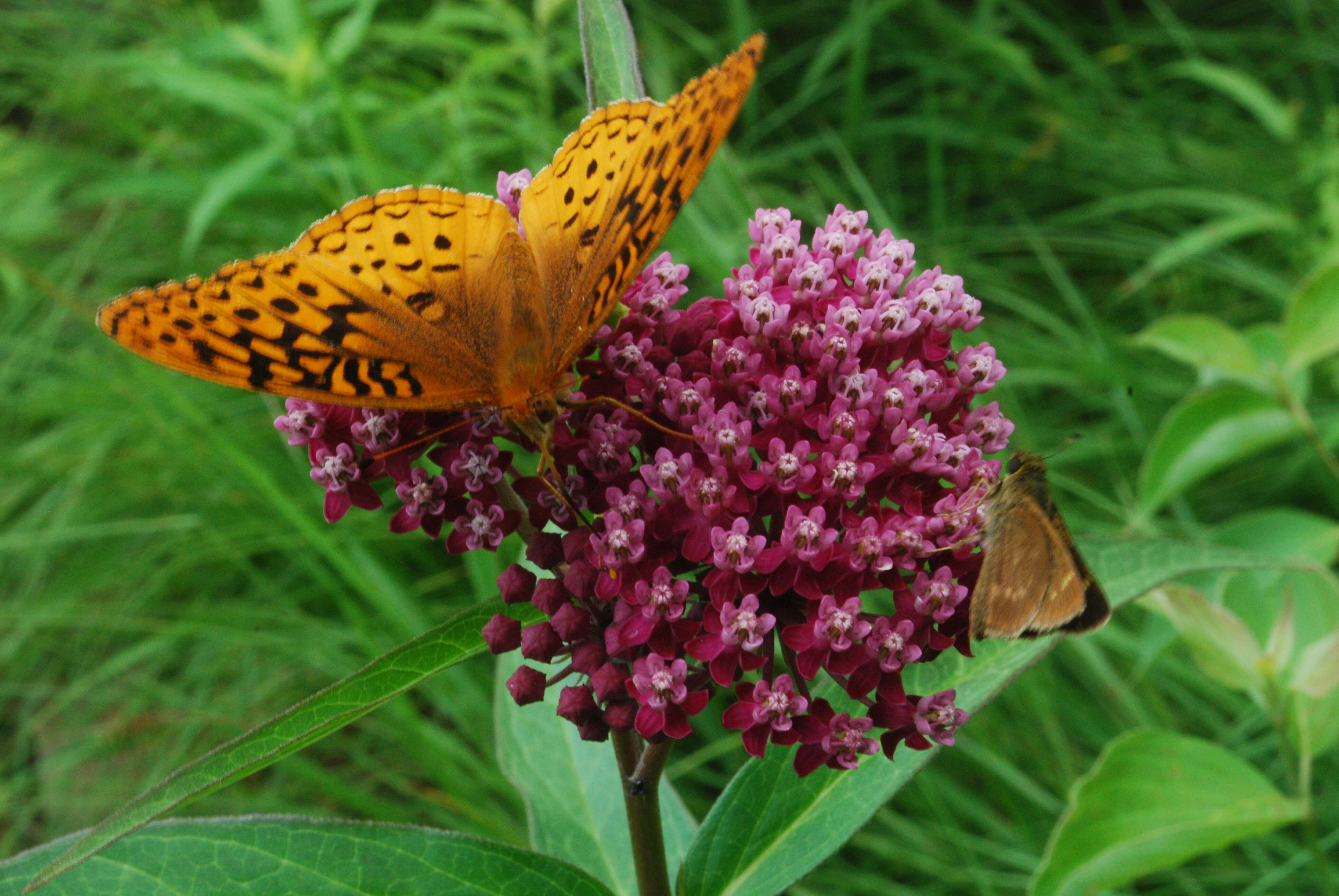 Imagem de Asclepias incarnata L.