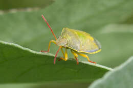 Image of Piezodorus lituratus (Fabricius 1794)