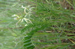 Imagem de Astragalus hamosus L.